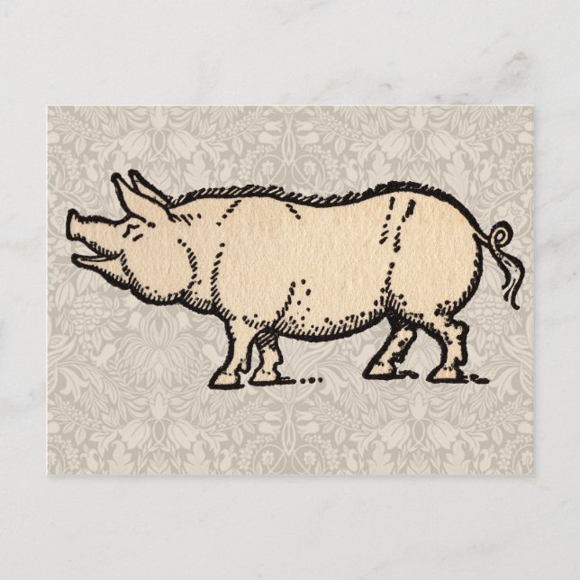 Pig Antique Piggy Cute Vintage Illustration Postcard (Front)