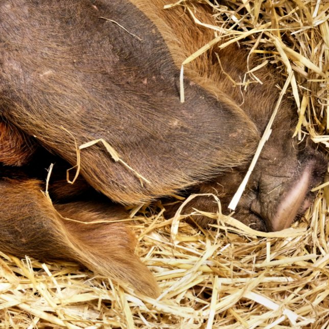 PIG BATH MAT (This very cute pig is sound asleep in their straw bed.)
