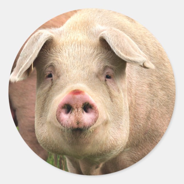 pig classic round sticker (Front)