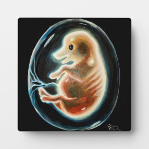Pig embryo plaque
