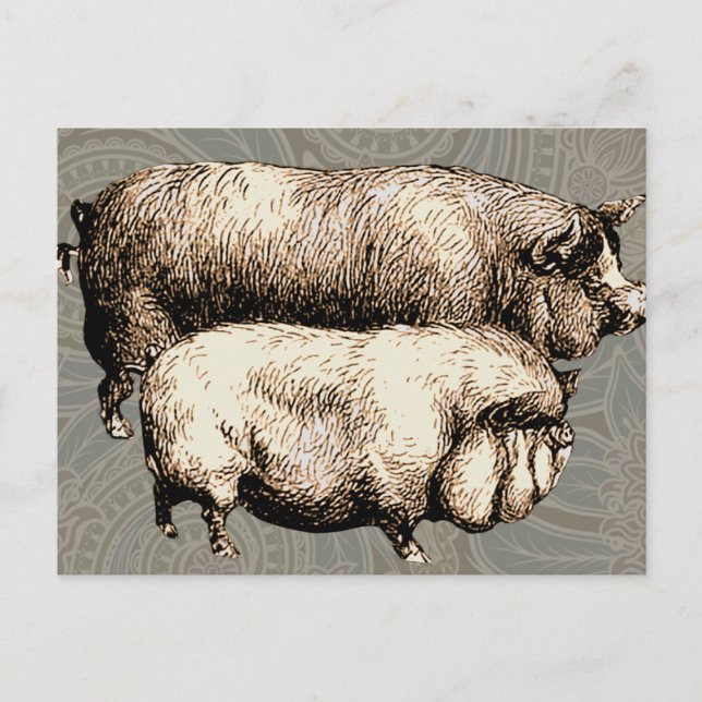Pig Farm Country Antique Illustration Art Postcard (Front)