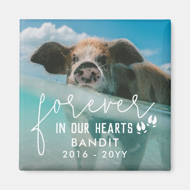 Pig Feet Forever In Our Hearts Pig Photo Magnet (Front)