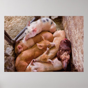 Pig - Five little piggies and a Chicken Poster