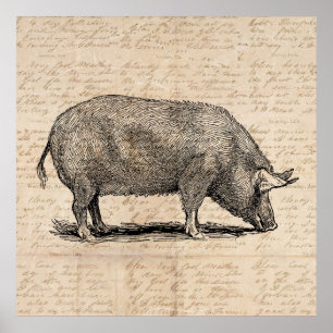 Pig Illustration Antique Art Script Paper Style Poster