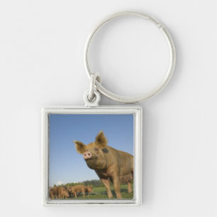 Pig in a Field Key Ring