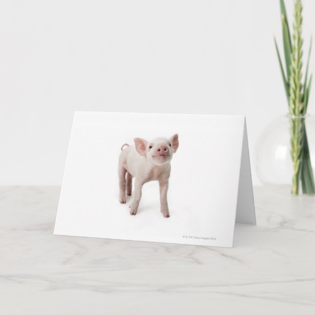 Pig Looking Up Card (Front)