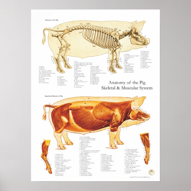 Pig Muscle & Skeletal Anatomy Poster Chart (Front)