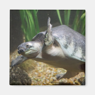 Pig nosed turtle magnet