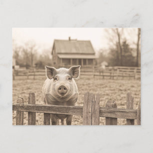 Pig on the Farm Vintage Style Postcard