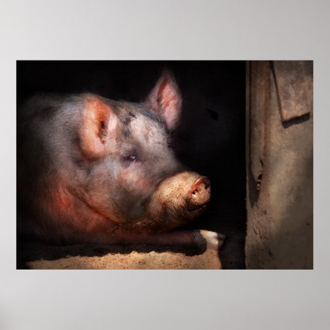 Pig - Piggy number two Poster (Front)