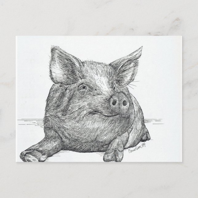 Pig Piglet Postcard (Front)