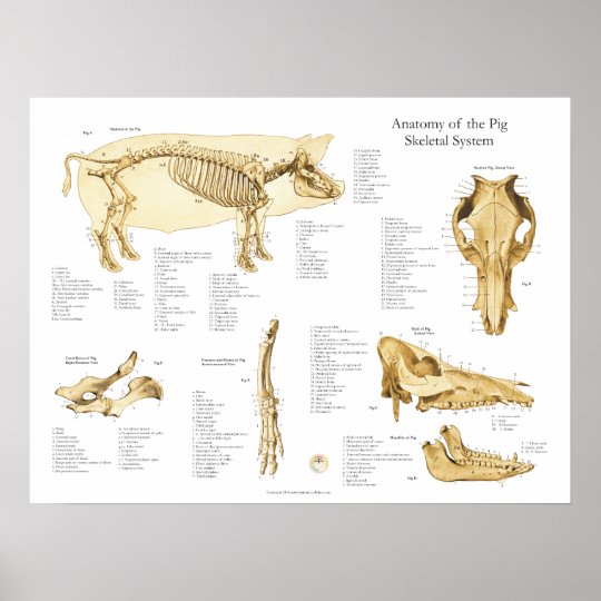 Pig Porcine Skeletal Anatomy Poster Chart | Zazzle.com.au