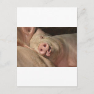 pig postcard