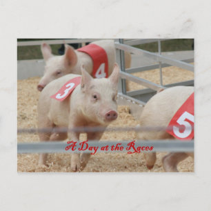 Pig racing, Pig race photograph, pink pig Postcard