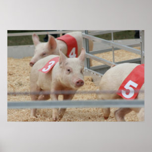 Pig racing pink piglet number three poster