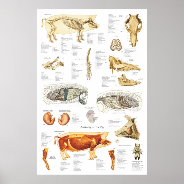 Pig Skeletal Muscle Anatomy Veterinary Chart (Front)