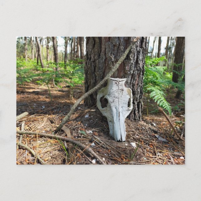 pig skull in the forest postcard (Front)
