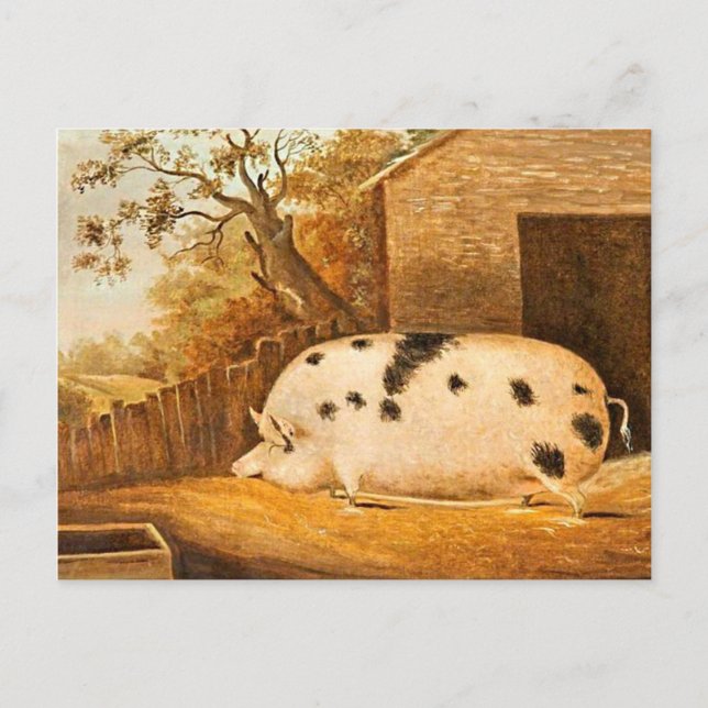 Pig Spotted Hog Vintage Farm Art Painting Postcard (Front)
