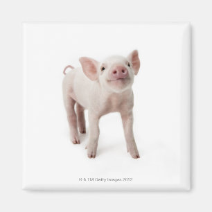 Pig Standing Looking Up Magnet