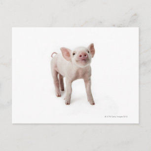 Pig Standing Looking Up Postcard