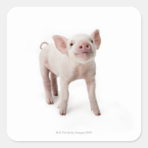 Pig Standing Looking Up Square Sticker