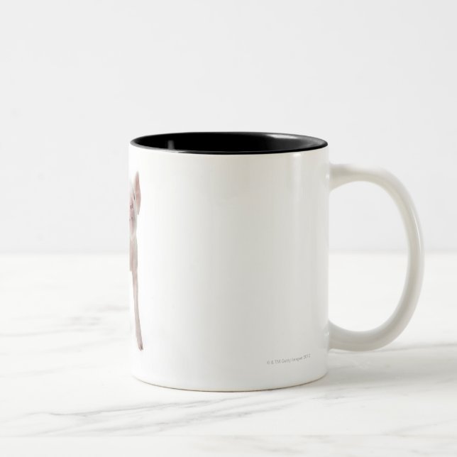 Pig Standing Looking Up Two-Tone Coffee Mug (Right)