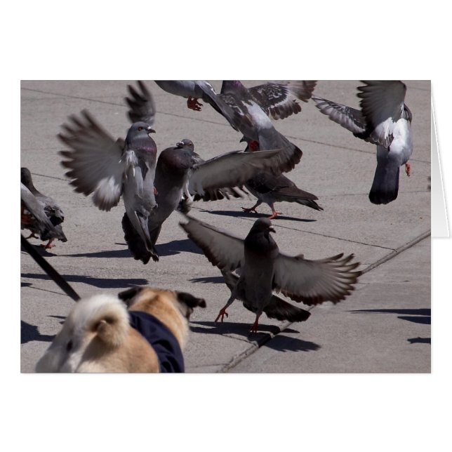 Pigeon (Front Horizontal)