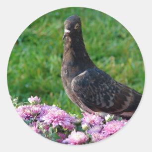 Pigeon and Mums Classic Round Sticker