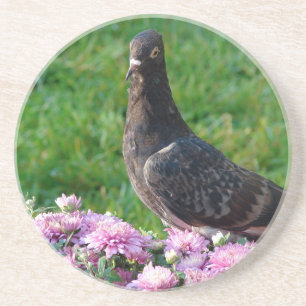 Pigeon and Mums Coaster