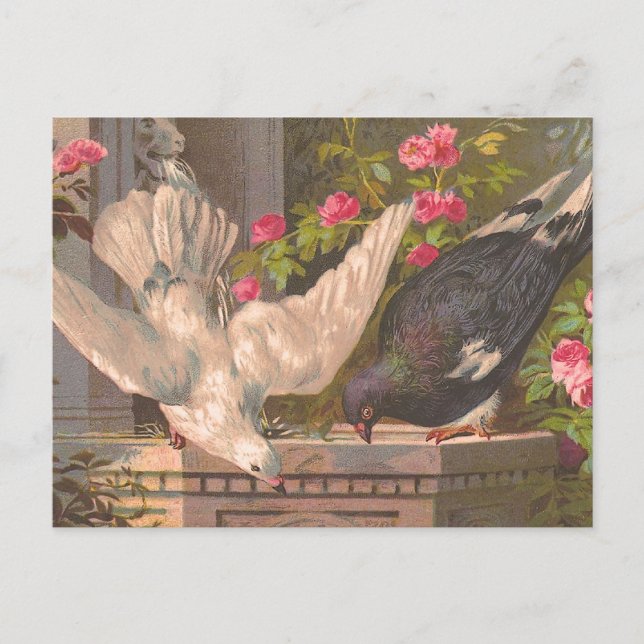 "Pigeon and White Dove" Vintage Postcard (Front)