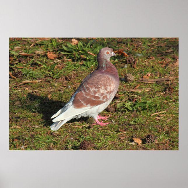 Pigeon at Roath Park Lake Cardiff Poster (Front)