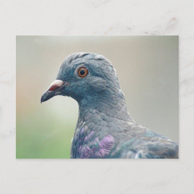 Pigeon at the Window Postcard (Front)