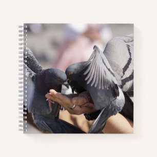 Pigeon Birds Colourful Wings Photo For Bird Lovers Notebook