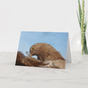 Pigeon Card