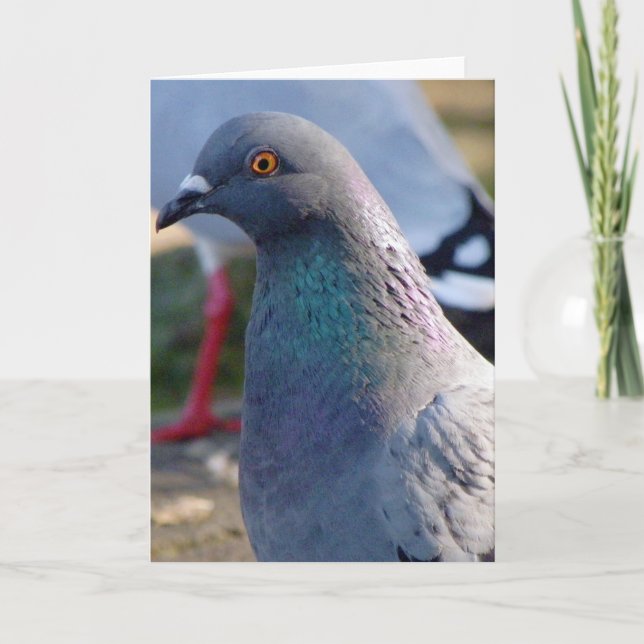 Pigeon Card (Front)