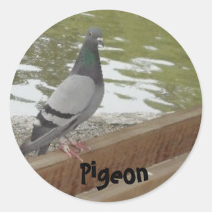 Pigeon Classic Round Sticker