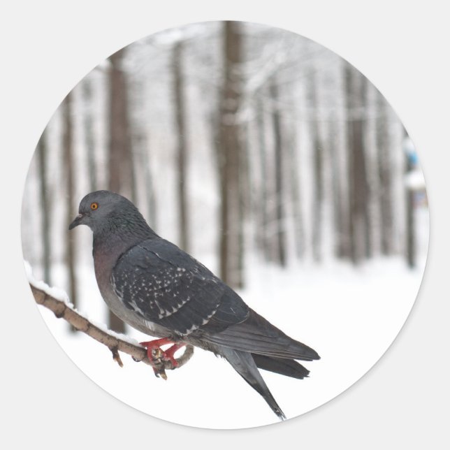 Pigeon Classic Round Sticker (Front)