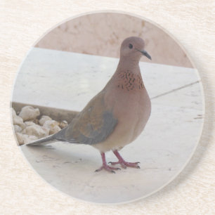 Pigeon coaster