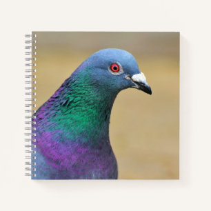 pigeon Colourful Dove Bird Feather Photography Notebook