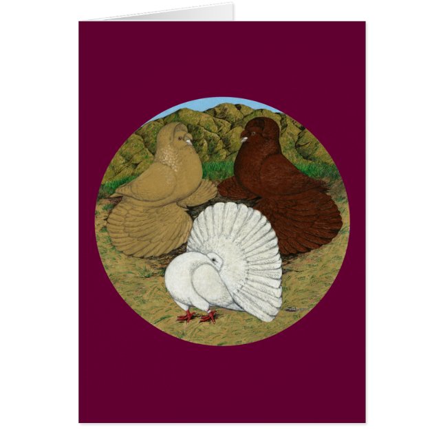 Pigeon Combo (Front)