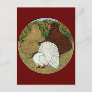 Pigeon Combo Postcard
