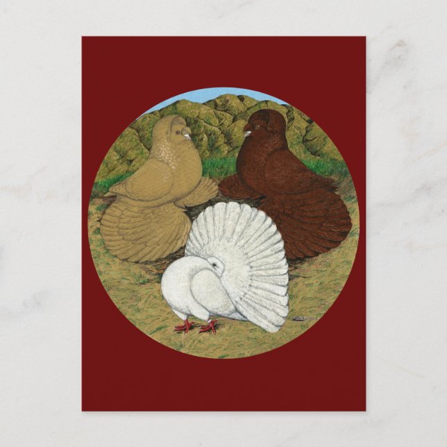 Pigeon Combo Postcard (Front)