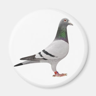 pigeon design magnet