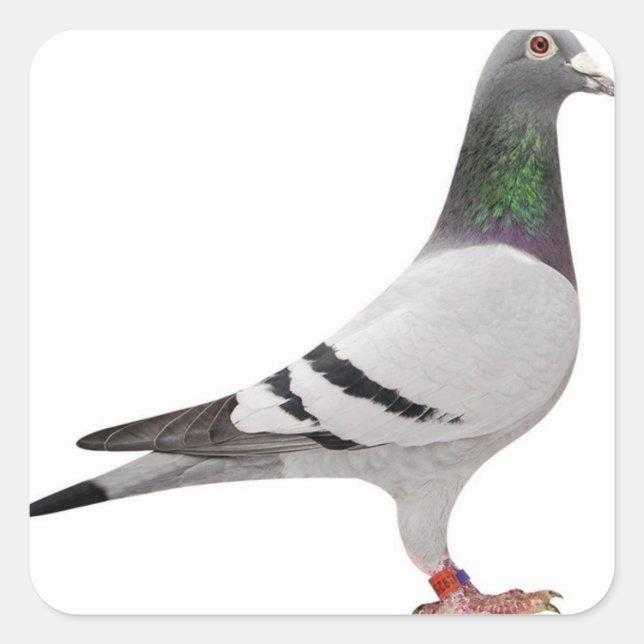 pigeon design square sticker (Front)