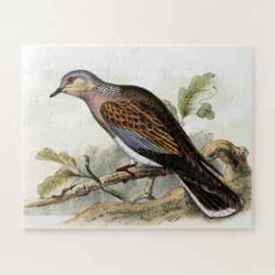 Pigeon Dove Streptopelia Painting Nature Birds Art Jigsaw Puzzle