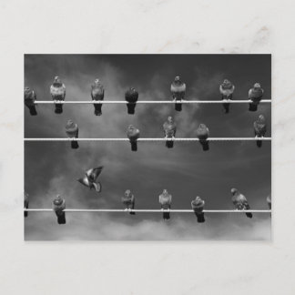 Pigeon Foosball Post Card