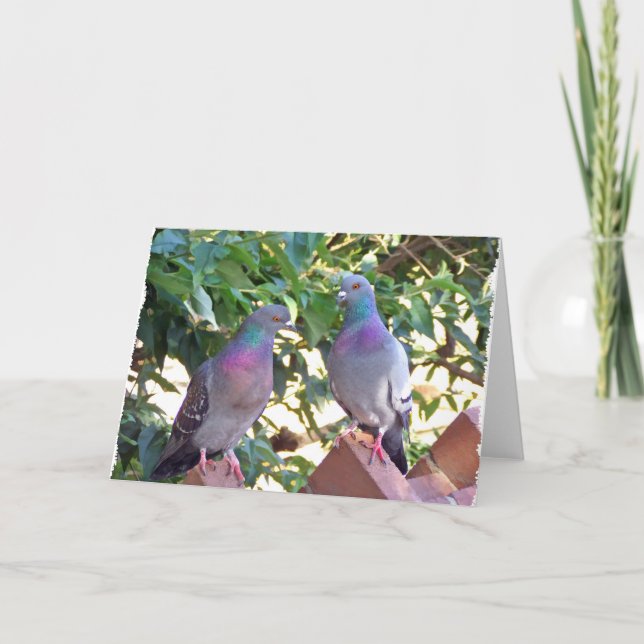 Pigeon friends - Card (Front)