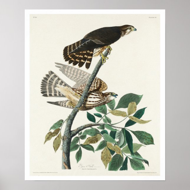 Pigeon Hawk by Audubon Poster (Front)
