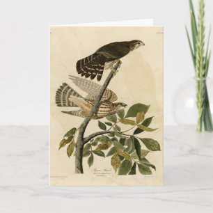 Pigeon Hawk (Merlin) - Audubon's Birds of America Card