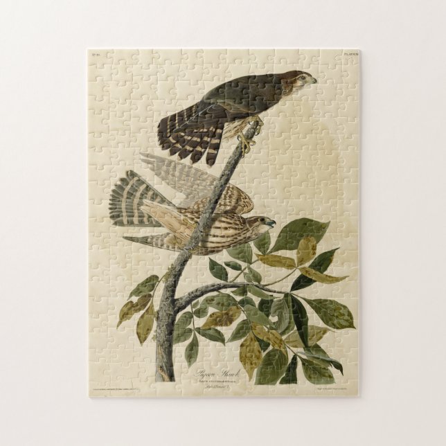 Pigeon Hawk (Merlin) - Audubon's Birds of America Jigsaw Puzzle (Vertical)